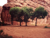 Photo of trees at Canyon de Chelly