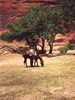 Photo guide with horse at Canyon de Chelly